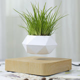 Floating Plant - free shipping