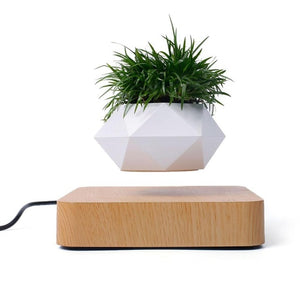 Floating Plant - free shipping