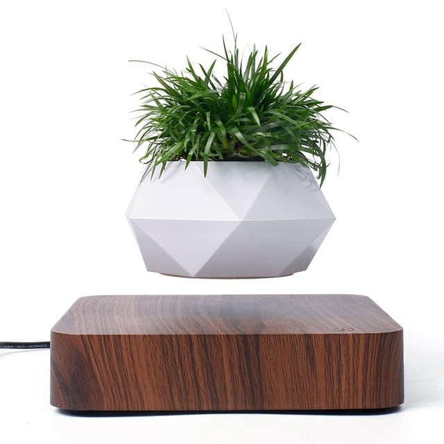 Floating Plant - free shipping