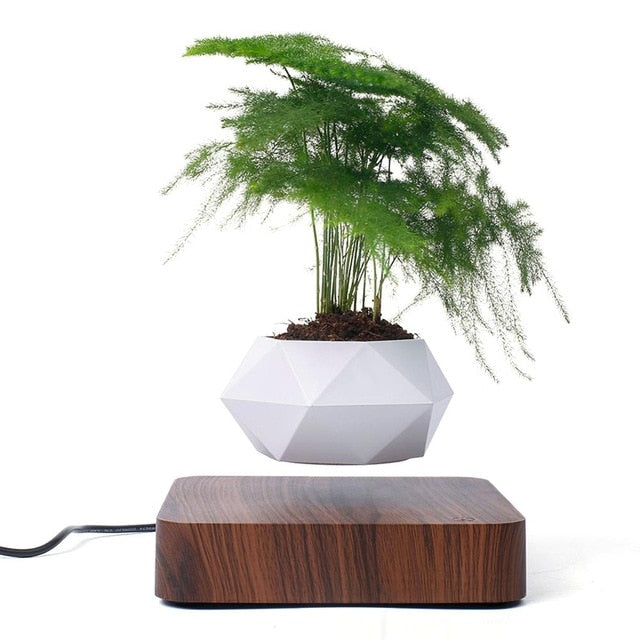 Floating Plant - free shipping